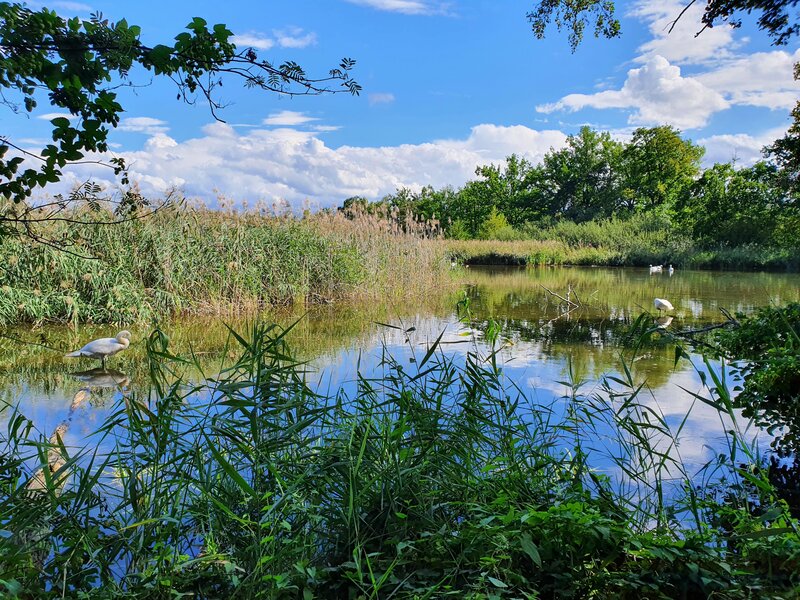 Teichlandschaft Umgebung vom Ferienhof beim Urlaub in der Oberlausitz bei Bautzen 