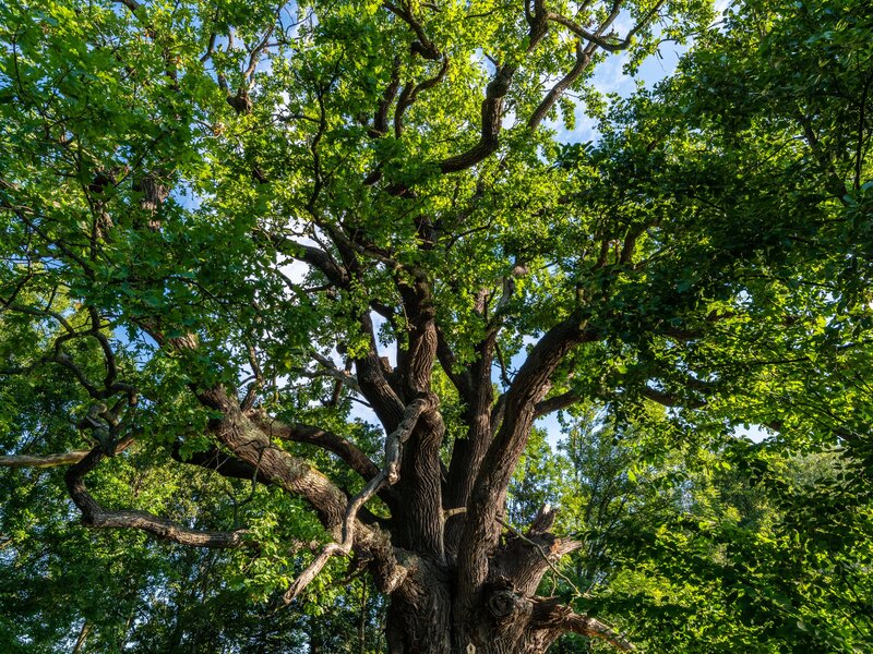 Rieseneiche von Niedergurig in der Nähe vom Ferienhof 