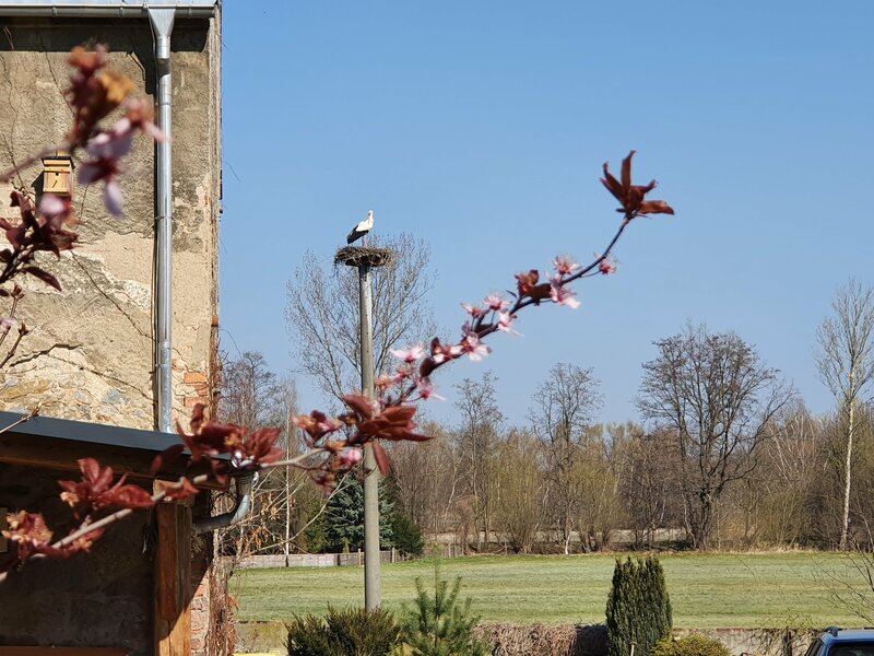 Storchennest am Ferienhof 